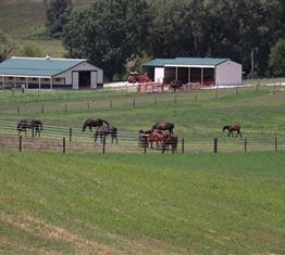 Stonebridge Standardbred Farm